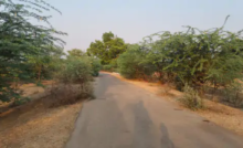 राजनांदगांव : ग्रामीण सड़कों पर झाड़ियां हर मोड़ पर हादसे का खतरा…