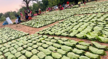 CG : 10 हजार 909 रुपये प्रति मानक बोरा तक मिली रिकॉर्ड द…