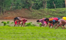 राजनांदगांव : जिलेभर में रिमझिम बारिश, 24 घंटे में 60 मिमी बरसे बादल…