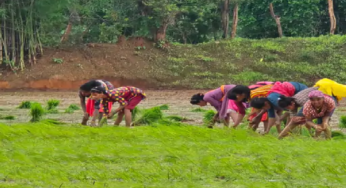 राजनांदगांव : जिलेभर में रिमझिम बारिश, 24 घंटे में 60 मिमी बरसे बादल…