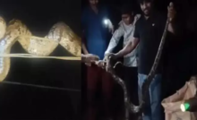 CG : 8 फिट का अजगर दिखा मेले में, श्रद्धालुओं में मचा हड़कंप…