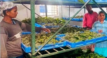 नारायणपुर में रेशम से बुनी जा रही आत्मनिर्भरता की नई कहानी, कोसापालन ने बदली ग्रामीणों की तकदीर