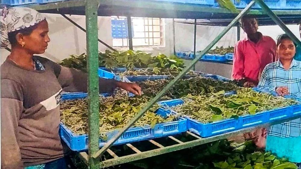नारायणपुर में रेशम से बुनी जा रही आत्मनिर्भरता की नई कहानी, कोसापालन ने बदली ग्रामीणों की तकदीर