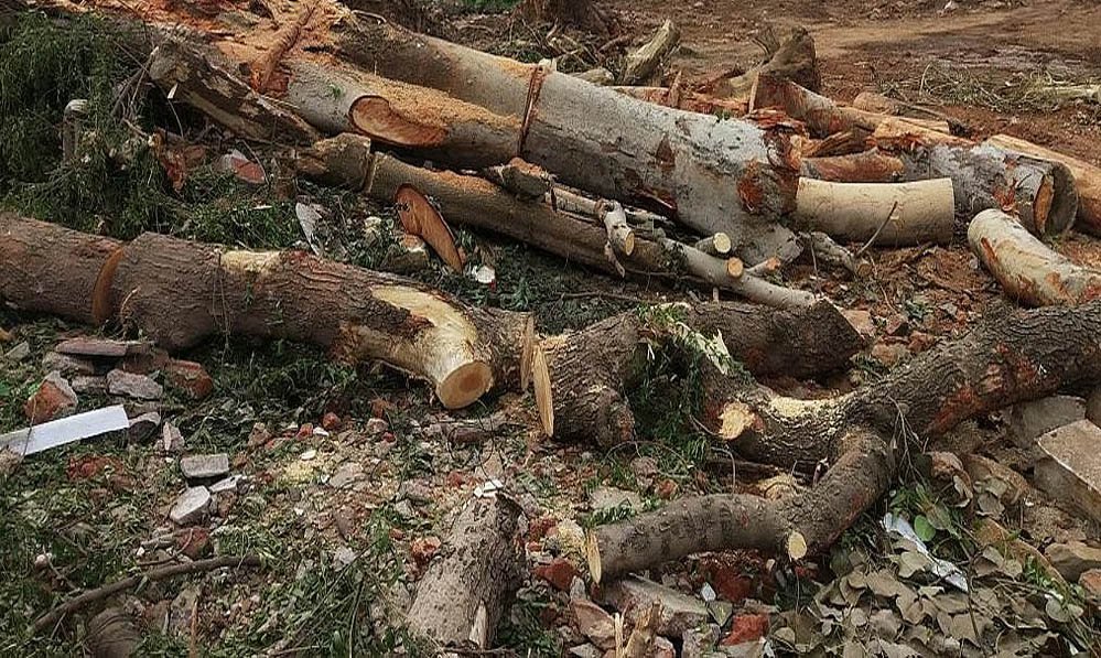 रातापानी बफर जोन में बड़ा वन घोटाला? 680 पेड़ों की अनुमति, कट गए हजारों; मानसून सत्र में गूंजेगा मामला