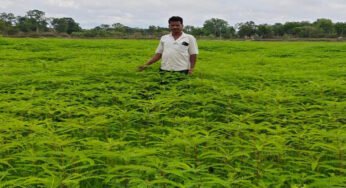 हरी खाद से संवर रही खेतों की सेहत, प्राकृतिक खेती की मिसाल बने किसान नरेंद्र सिंह