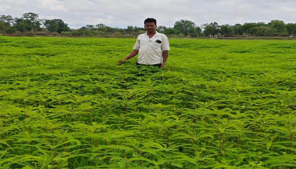 हरी खाद से संवर रही खेतों की सेहत, प्राकृतिक खेती की मिसाल बने किसान नरेंद्र सिंह