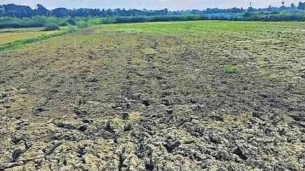 बस्तर संभाग में बारिश की बेरुखी से बढ़ी सूखे की चिंता, किसान परेशान