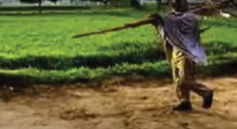 CG में बारिश थमते ही खेती पर असर, बोवनी और रोपाई का काम हुआ प्रभावित