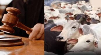 जब्त मवेशियों की कस्टडी पर बड़ा फैसला आएगा, हाईकोर्ट तय करेगी कोर्ट के अधिकार