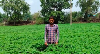 प्राकृतिक खेती को बढ़ावा देने की पहल ला रही बदलाव, हरी खाद अपनाकर आत्मनिर्भर खेती की राह पर बढ़ रहे किसान