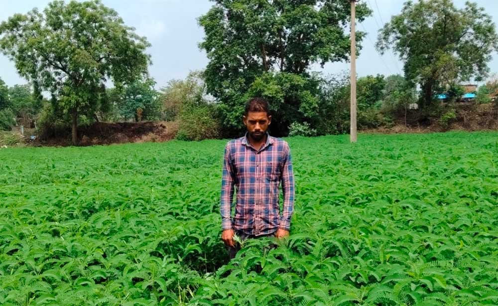 प्राकृतिक खेती को बढ़ावा देने की पहल ला रही बदलाव, हरी खाद अपनाकर आत्मनिर्भर खेती की राह पर बढ़ रहे किसान