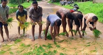 सड़क नहीं बनी तो गड्ढों में उगा दी धान, सूरजपुर में ग्रामीणों का अनोखा विरोध प्रदर्शन