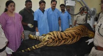 खिवनी अभयारण्य से लाए गए घायल बाघ “युवराज” का वन विहार में हो रहा उपचार