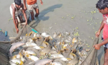 CG : 15 अगस्त तक मत्स्याखेट पूर्ण रूप से प्रतिबंधित …