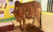 Rajnandgaon : सौम्या कामधेनु माता की समाधि स्थल पर बनेगा 'कामधेनु मंदिर धाम' …