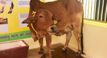 Rajnandgaon : सौम्या कामधेनु माता की समाधि स्थल पर बनेगा ‘कामधेनु मंदिर धाम’ …