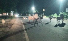 CG : सड़कों पर आवारा मवेशियों का कब्जा, जगदलपुर में बढ़ा हादसों का खतरा …