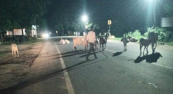 CG : सड़कों पर आवारा मवेशियों का कब्जा, जगदलपुर में बढ़ा हादसों का खतरा …