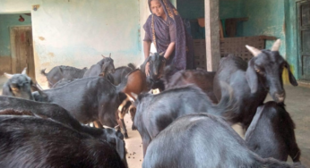 CG : बिहान ने बदली मीरा सिंह की तकदीर, बकरी पालन से बनीं आत्मनिर्भरता की नई मिसाल …