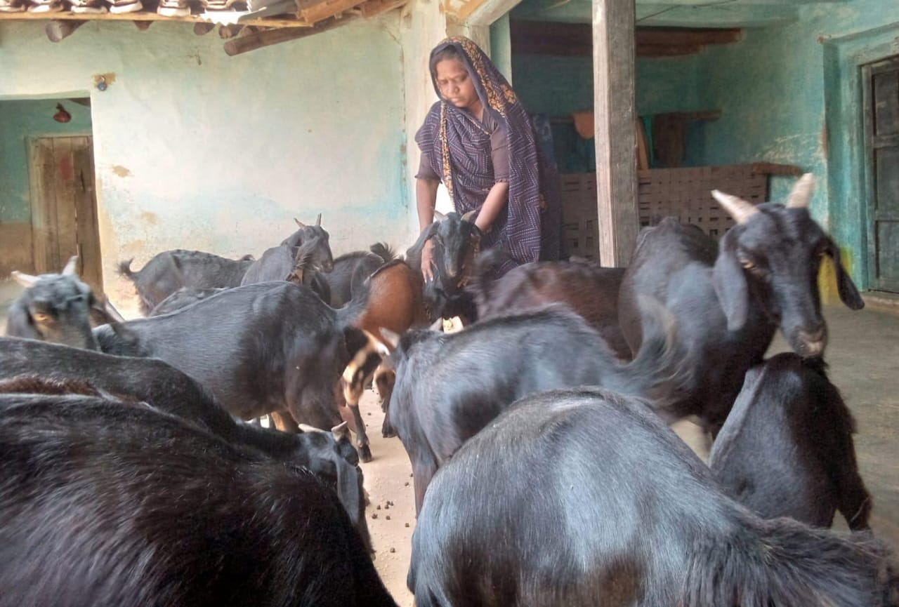 CG : बिहान ने बदली मीरा सिंह की तकदीर, बकरी पालन से बनीं आत्मनिर्भरता की नई मिसाल …