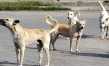 CG : कोरबा में आवारा कुत्तों का आतंक, हमले में मासूम की मौत; निगम ने पकड़े 15 कुत्ते …