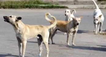 CG : कोरबा में आवारा कुत्तों का आतंक, हमले में मासूम की मौत; निगम ने पकड़े 15 कुत्ते …