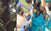 CG : कटहल देख ललचाया भालू, पेड़ पर चढ़ा, तार में फंसकर घायल …