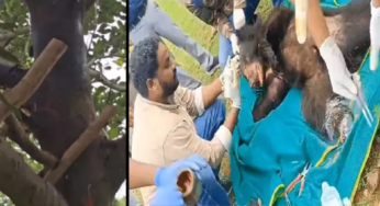 CG : कटहल देख ललचाया भालू, पेड़ पर चढ़ा, तार में फंसकर घायल …