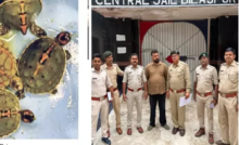 CG : पेट पाइंट शाप में वन विभाग का छापा, 4 कछुए जब्त …