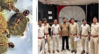 CG : पेट पाइंट शाप में वन विभाग का छापा, 4 कछुए जब्त …