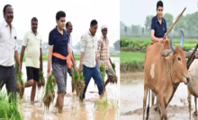 CG : विष्णुदेव साय के मंत्री ने नागर से खेत की मताई की, रोपाई में हाथ बंटाया …