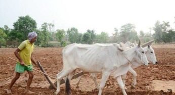 प्रदेश में मानसून के दस्तक के साथ ही खेती-किसानी में तेजी