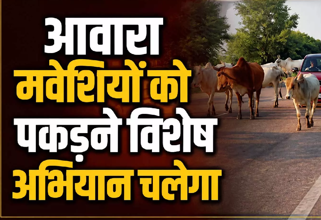 CG : आवारा मवेशियों को पकड़ने विशेष अभियान चलेगा …