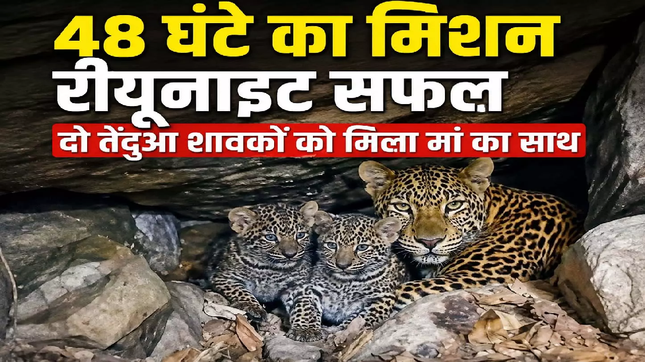CG : 48 घंटे का मिशन रीयूनाइट सफल, दो तेंदुआ शावकों को मिला मां का साथ …