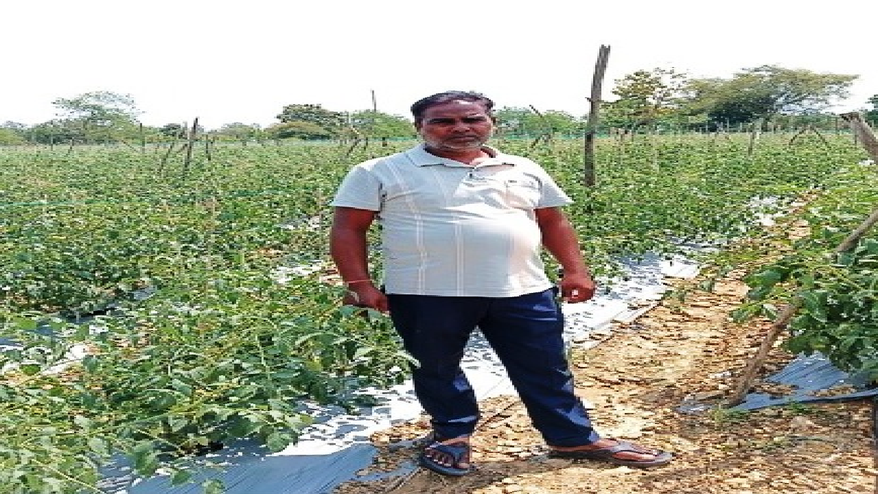 CG : सेवा की कहानी : कम पानी में खीरे की खेती से मुकेश ने कमाए 2.25 लाख रुपये, अब 4 एकड़ में टमाटर की तैयारी
