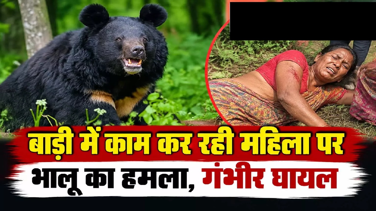 CG : बाड़ी में काम कर रही महिला पर भालू का हमला, गंभीर घायल …