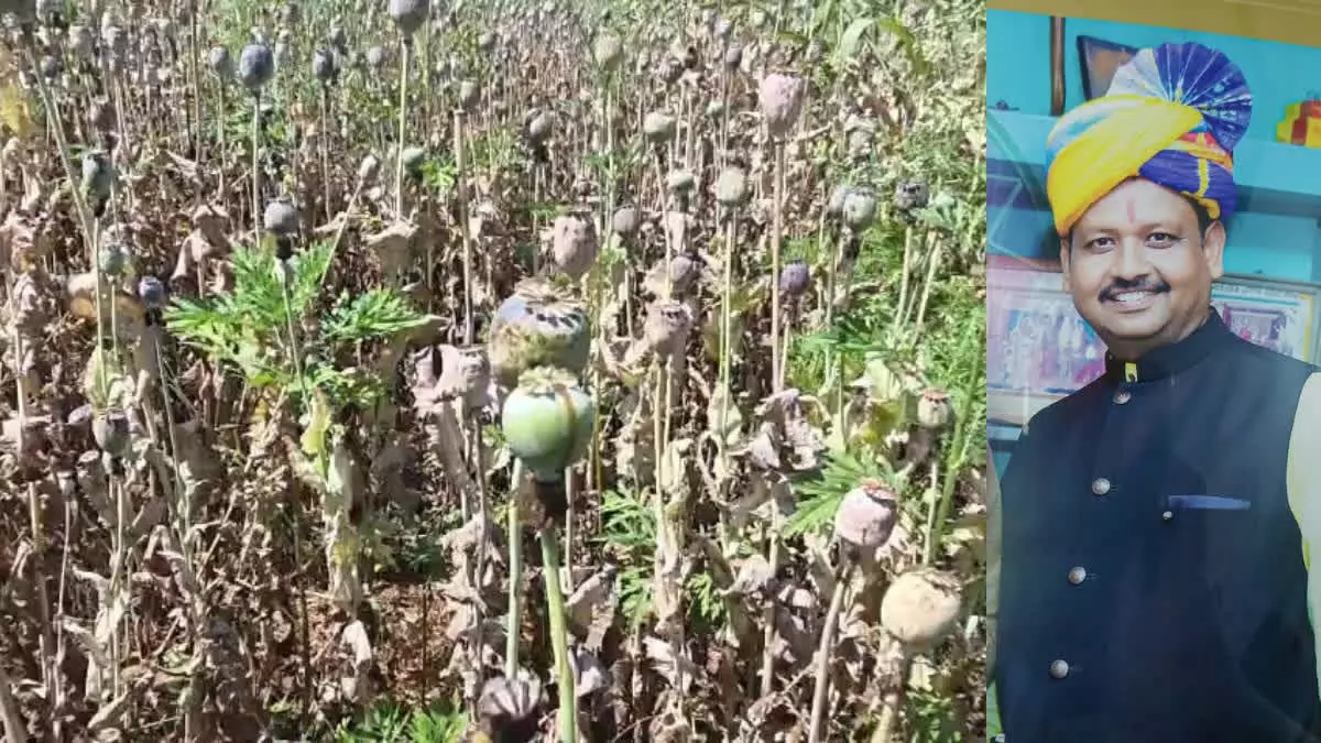 CG : अफीम खेती कांड में बीजेपी नेता को राहत, 5 महीने से जेल में बंद विनायक ताम्रकार को जमानत …