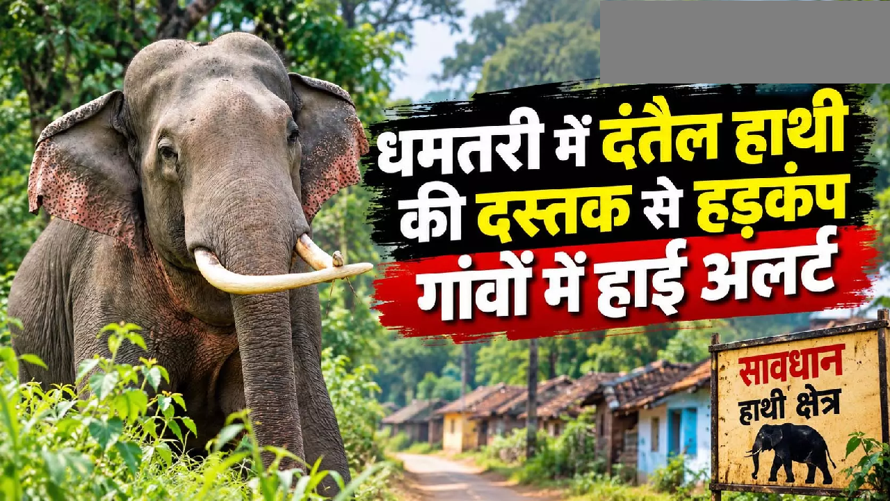 CG : धमतरी में दंतैल हाथी की दस्तक से हड़कंप, गांवों में हाई अलर्ट …
