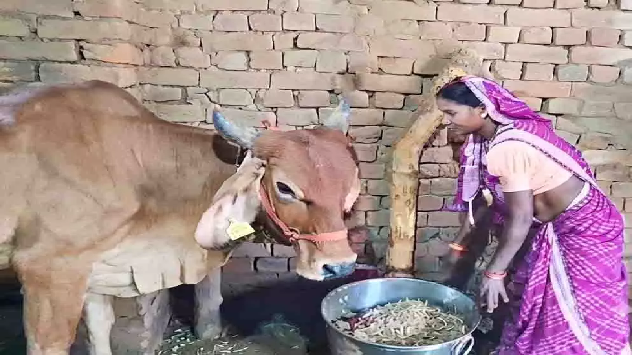 CG : जोरातराई की 17 आदिवासी महिलाओं ने डेयरी व्यवसाय से लिखी आत्मनिर्भरता की नई कहानी …