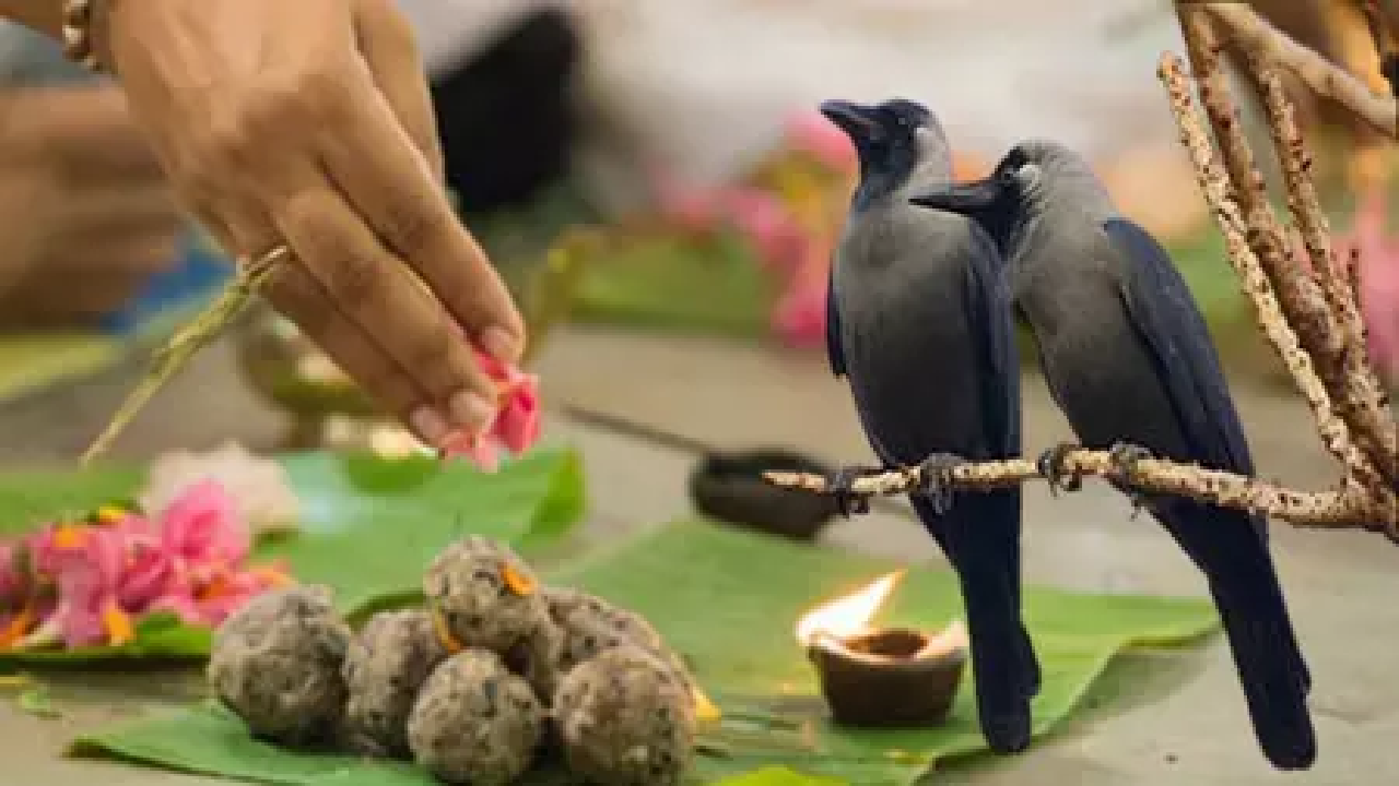 CG : पितृपक्ष में कौवे को क्यों खिलाया जाता है श्राद्ध का भोजन? जानिए पौराणिक कथा और मान्यता …