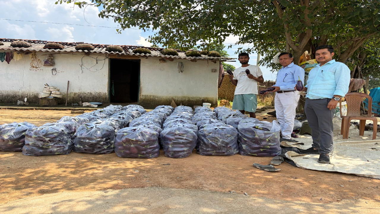 CG : सेवा की कहानी : बैंगन की उन्नत खेती से किसान हरिहर साय ने बढ़ाई आमदनी