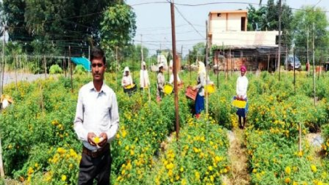 राजनांदगांव : फ्लोरीकल्चर हब योजना से खिली किसानों की किस्मत : पारंपरिक खेती छोड़ फूलों और सब्जियों से संवर रही राह...