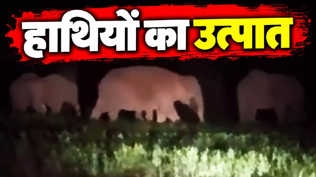 CG : सूरजपुर में हाथियों का उत्पात, खेतों में घुसकर फसलों को पहुंचा रहे नुकसान …