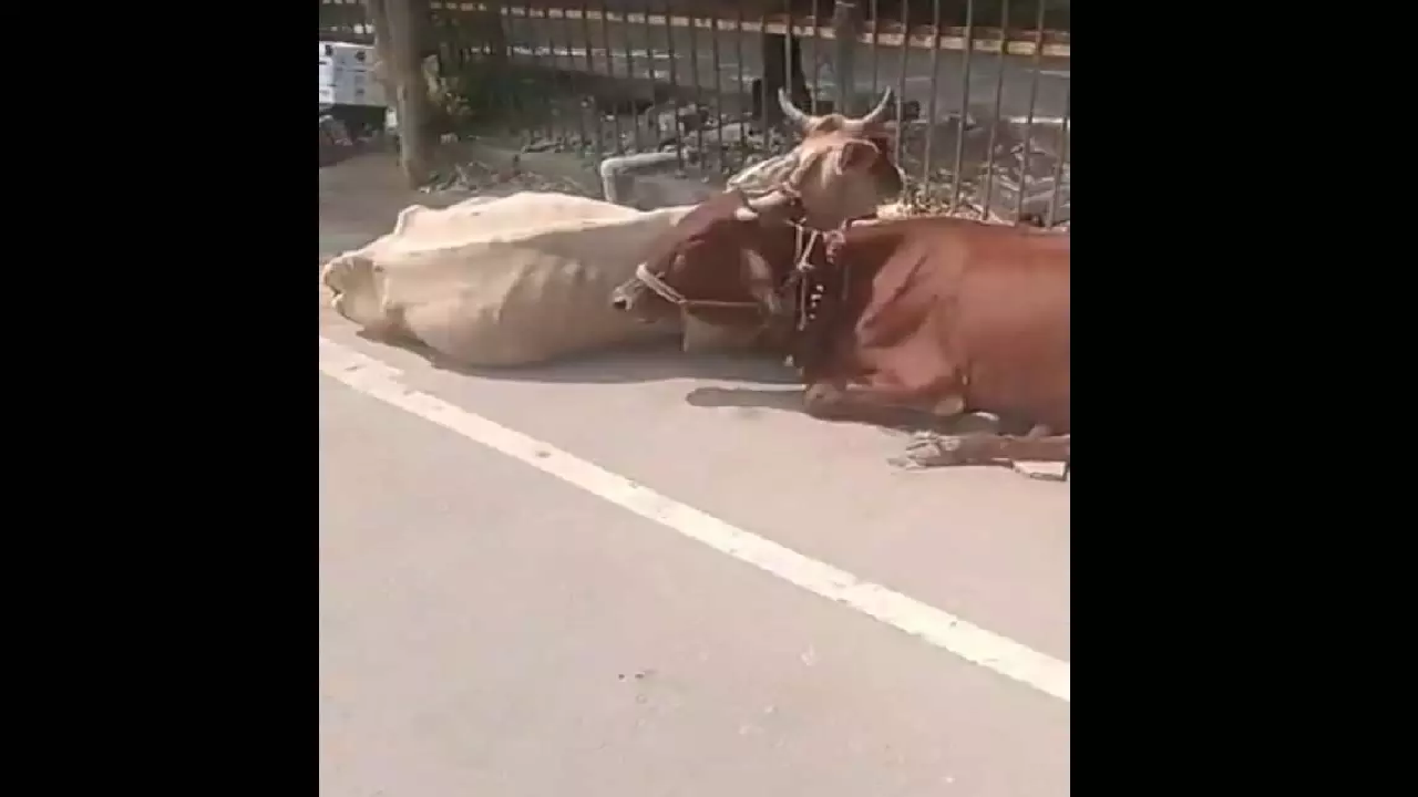CG : रायपुर कलेक्ट्रेट में मवेशी लेकर पहुंचा पीड़ित, विरोध का अनोखा तरीका देख सब हैरान …