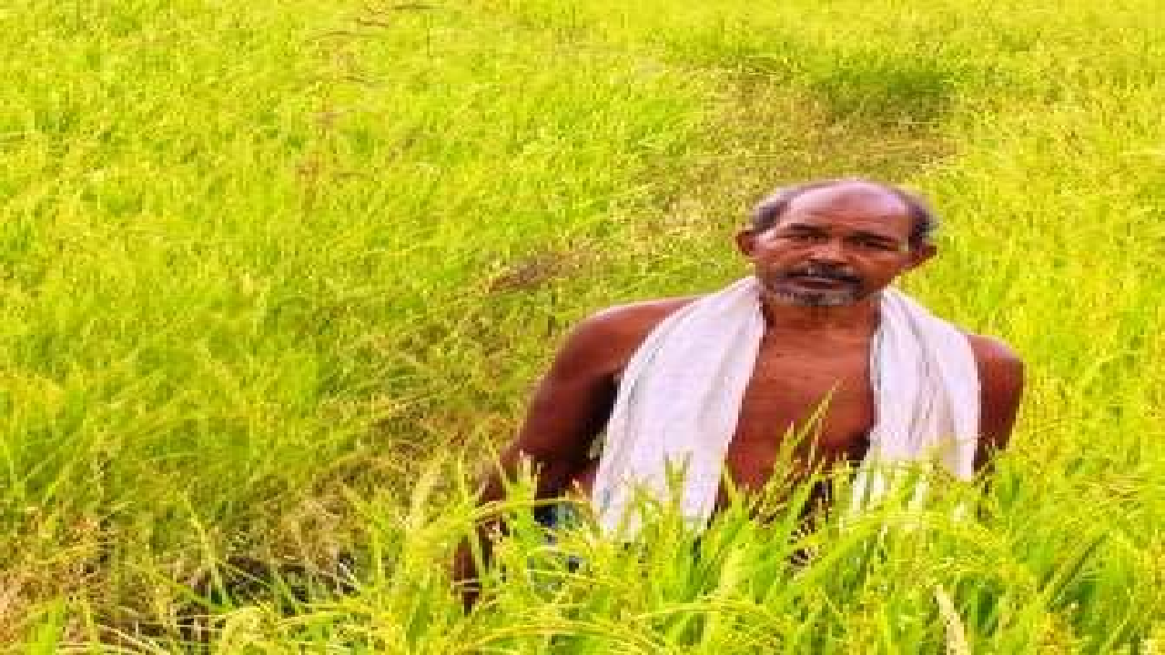 CG : कृषक उन्नति योजना से शंकर प्रसाद को मिलेगा 45 हजार रुपये का लाभ, तीन एकड़ में की सुगंधित धान की खेती …