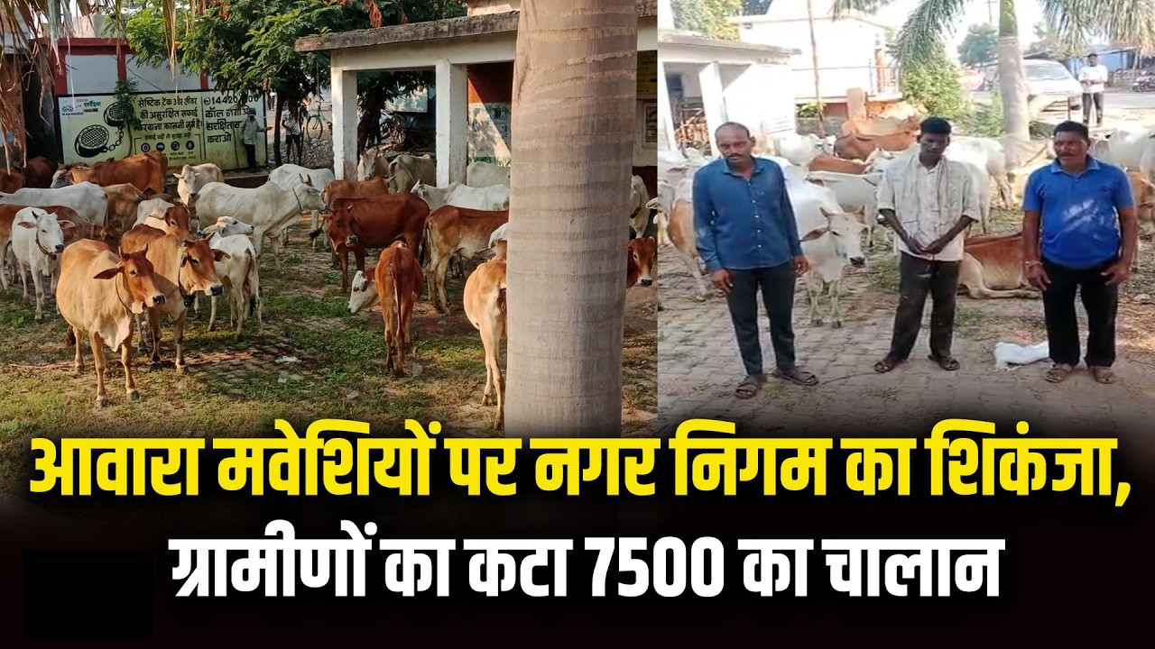 राजनांदगांव : गांव से शहर में 50 मवेशी छोड़ने पहुंचे, निगम ने पकड़ा …