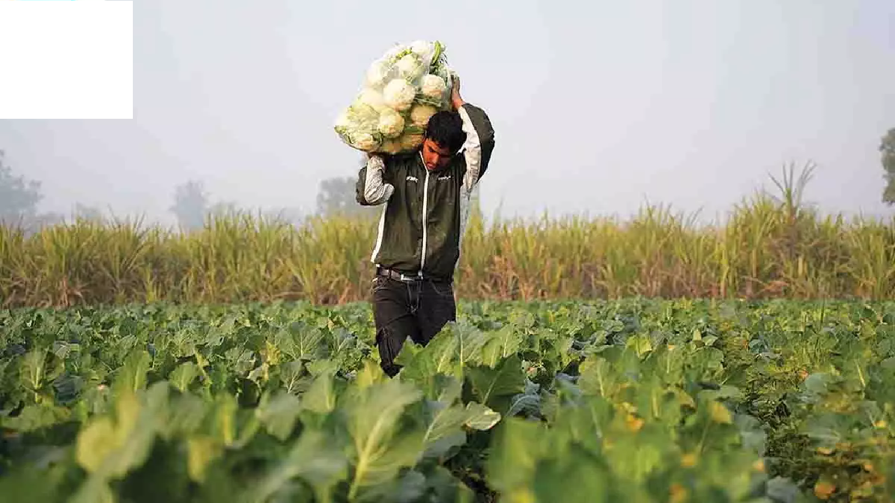 CG : छत्तीसगढ़ के किसानों को मिलेंगे 15 हजार रुपये प्रति एकड़! 31 अक्टूबर तक कराएं पंजीयन; जानें किसे मिलेगा लाभ और कैसे करें आवेदन …