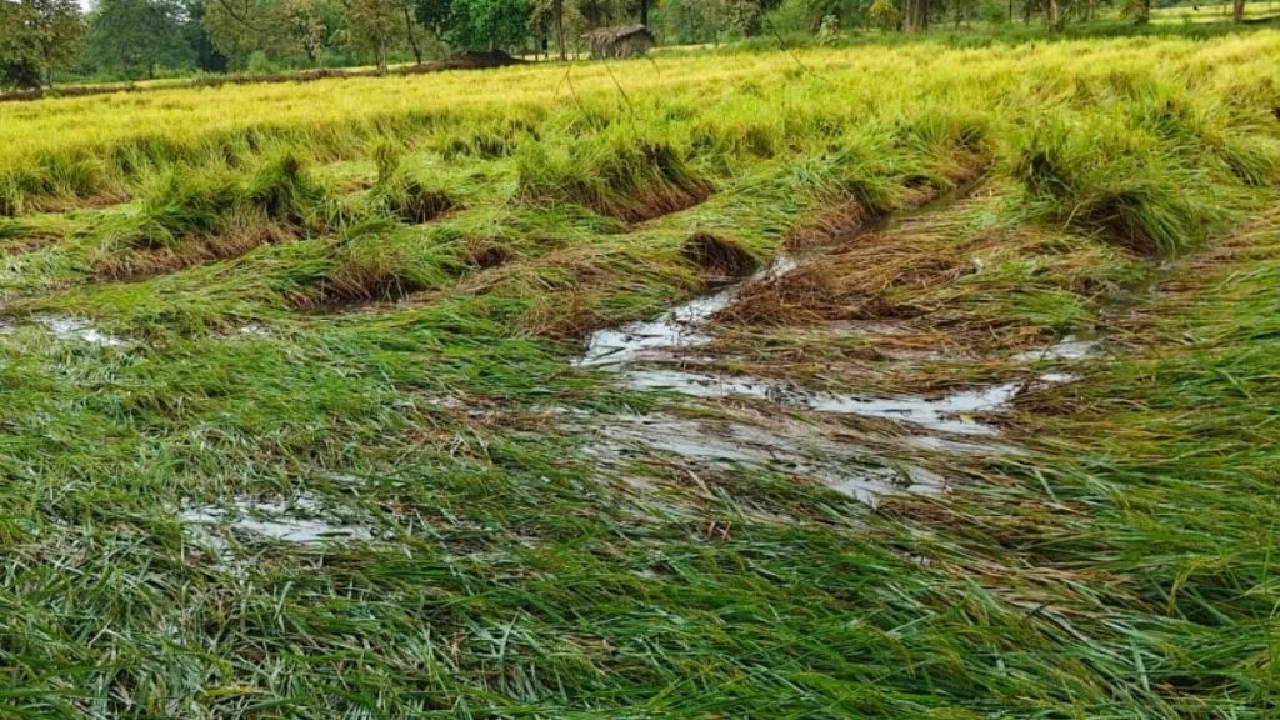 CG : अर्नब का असर: किसानों की महीनों की मेहनत पर फिरा पानी …